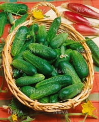 Огірки Соната (10г)