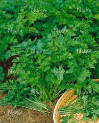 Петрушка Ріалто (50г)