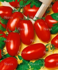 Помідори Інкас (1000 шт)