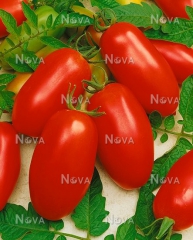 Помідори Які (1000 шт)