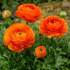 Лютики (ранункулус) Orange (1шт)
