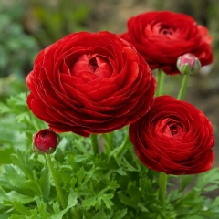Лютики (ранункулус) Red (1шт)