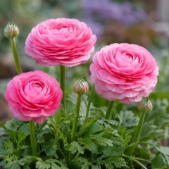 Лютики (ранункулус) Pink (1шт)