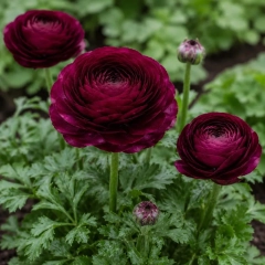 Лютики (ранункулус) PAARS/ PURPLE (1шт)