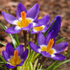Крокус SIEBERI TRICOLOR (1шт)