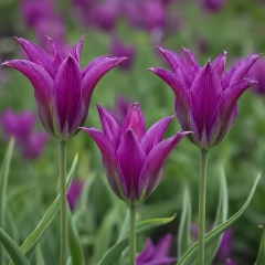 Тюльпан PURPLE DREAM (1шт)