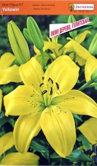 Лілія Єлоувін Гібрид