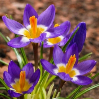Крокус SIEBERI TRICOLOR (1шт)
