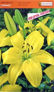 Лілія Єлоувін Гібрид