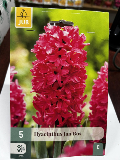 Гіацинт Jan Bos (1шт)